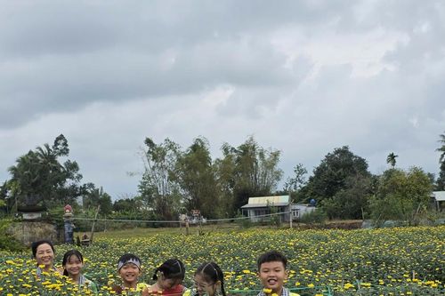 Kỳ vọng du lịch làng hoa cúc Hà Đông