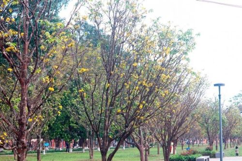 Huế: Ngắm hoàng mai cổ thụ trăm triệu bung nở rực rỡ trước thềm Tết Bính Ngọ