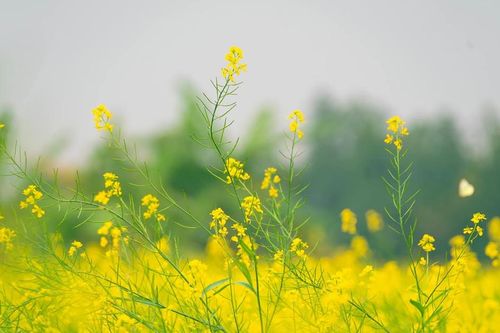 Một thoáng xuân về…