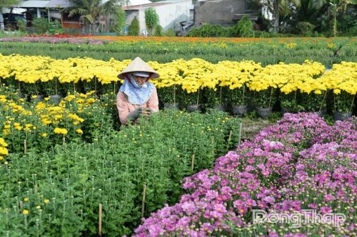 Làng hoa Mỹ Phong sẵn sàng phục vụ tết