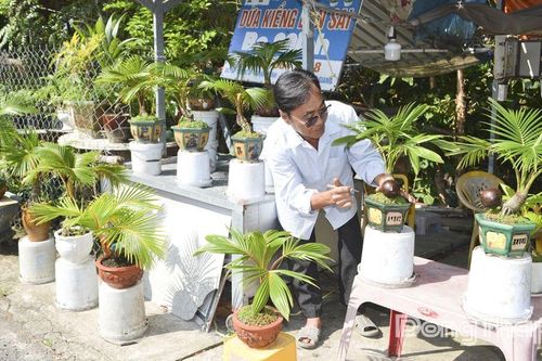 Độc đáo dừa kiểng bonsai ngày tết