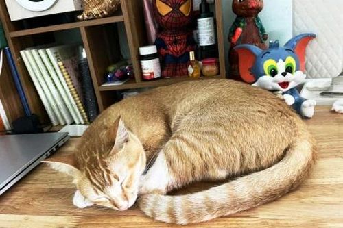 Bệnh do giun đũa chó: Những điều phụ huynh cần biết