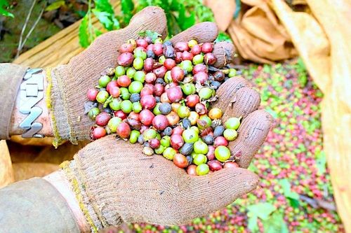 Giá cà phê thấp nhất trong hơn 1 tháng qua