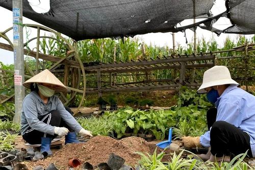 Gần Tết, người lao động tìm kiếm cơ hội tăng thu nhập