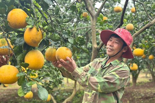 Nông nghiệp Ninh Bình 2025: Vượt 'cơn gió ngược'