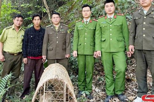 Thả 3 cá thể cầy về môi trường tự nhiên