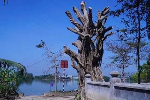 Ba cây cổ thụ hơn trăm tuổi tại khu vực di tích trơ thân sau ngày 'Chủ nhật xanh'