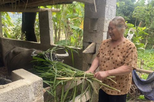 Hành trình thoát nghèo của bà Bế Thị Yến ở Bản Buống