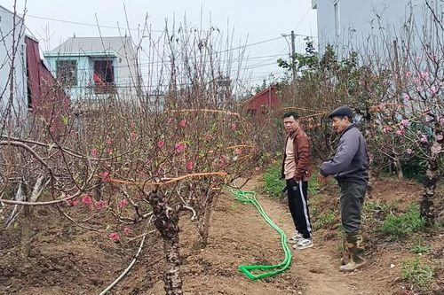 Cây đào trước thềm Xuân mới: Khoa học, sáng tạo và sinh kế bền vững