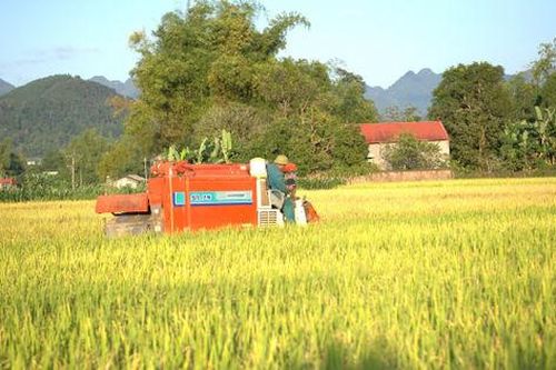 Sản xuất nông, lâm, thủy sản có nhiều chuyển biến