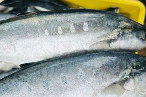 Cá từng cho không ai lấy, nay được săn lùng như đặc sản, giá 140.000 đồng/kg