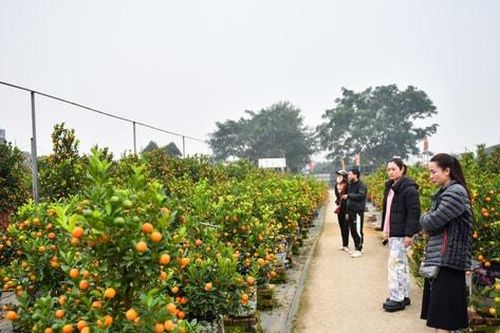 Mùa quất Tứ Liên - sắc Xuân giữa phố thị Hà Nội