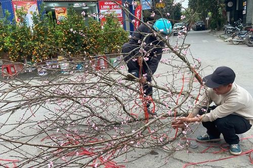 Khách hàng chịu chơi chi hơn 20 triệu đồng để săn đào rừng độc, lạ, dáng đẹp chơi Tết Bính ngọ 2026