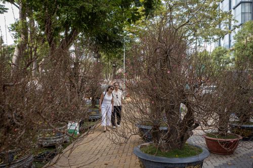 Cận cảnh đào cổ thụ giá 120 triệu đồng ở chợ hoa Tết TP.HCM
