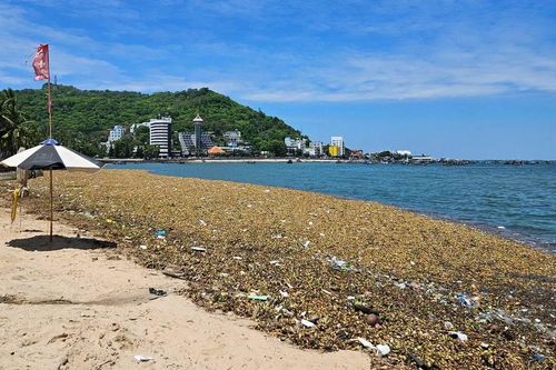 Lắp phao ngăn lục bình, rác thải đại dương trôi dạt vào các bãi biển ở Vũng Tàu