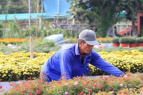 Giáp tết, nhiều làng hoa ở Đồng Tháp 'khát' lao động
