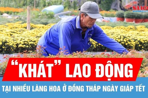 Giáp tết, nhiều làng hoa ở Đồng Tháp 'khát' lao động