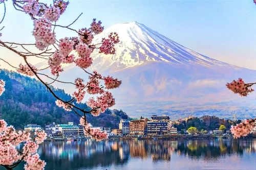 Lễ hội hoa anh đào dưới chân núi Phú Sĩ bị hủy vì quá tải du khách