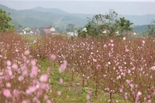 Đào nở sớm trước Tết, nhà vườn lo 'trắng tay'