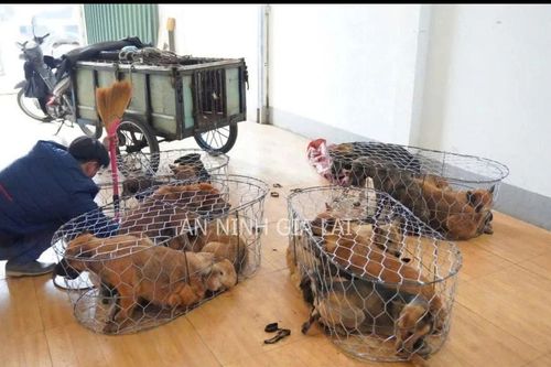Công an Gia Lai triệt phá đường dây trộm hơn 5.000 con chó