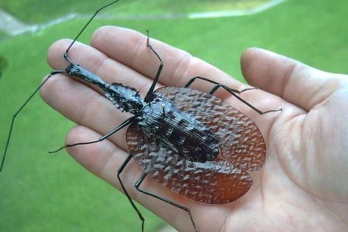 Bọ cánh cứng hình thù quái đản, giống hệt cây đàn vĩ cầm