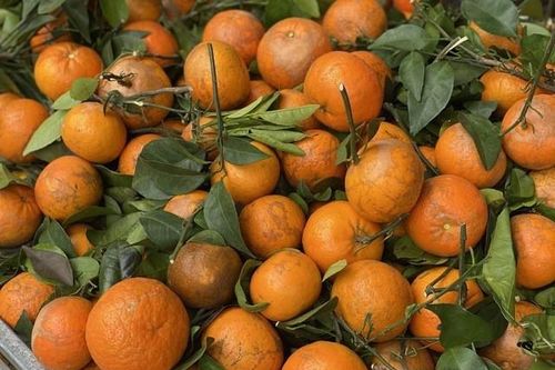 Quýt sim 'xả' đầy chợ, chỉ hơn 10.000 đồng/kg dịp cận Tết