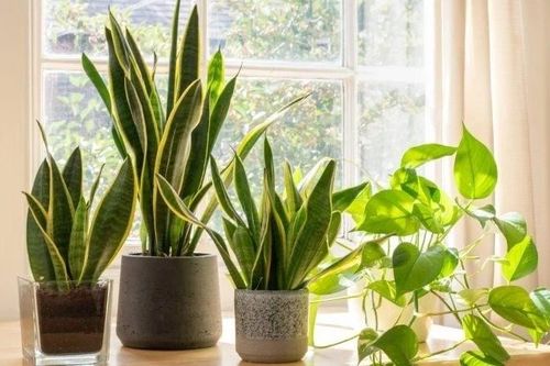 6 loại cây trồng trong nhà không cần ánh sáng, tốt cho sức khỏe