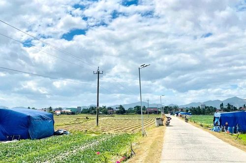 Cánh đồng dưa rộn ràng hơi thở Tết