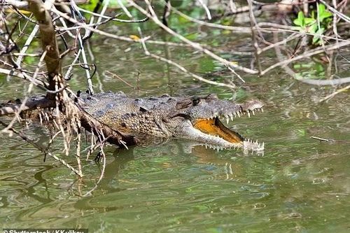 Chạy trốn đàn voi, người đàn ông bị cá sấu cắn tử vong bên sông