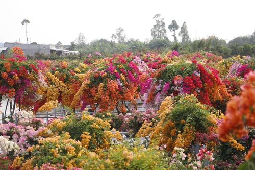 Làng hoa giấy Tân Dương rực rỡ sắc xuân, sẵn sàng cho mùa Tết