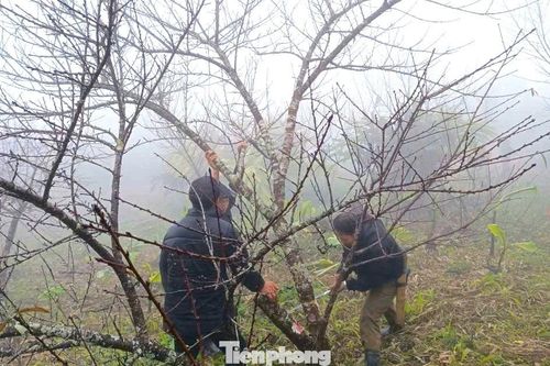 Đổ xô lên núi săn đào đá về bán Tết