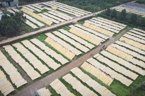 Làng miến dong nổi tiếng Thủ đô hối hả vào vụ Tết