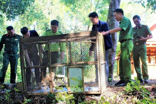 Giải cứu khỉ đuôi lợn mắc lưới cước ở Đắk Lắk