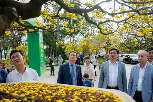 Gần 500 tuyệt tác Hoàng mai Huế khoe sắc bên dòng sông Hương