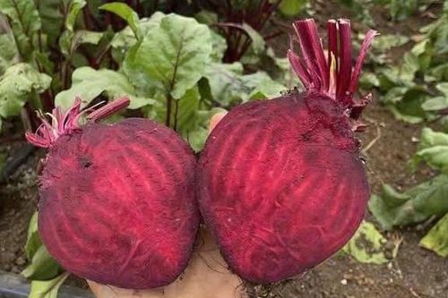 Loại củ hỗ trợ giải độc gan nhưng 2 nhóm người không nên sử dụng