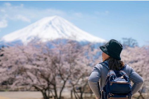 Nhật hủy lễ hội hoa anh đào núi Fuji vì hành vi của du khách