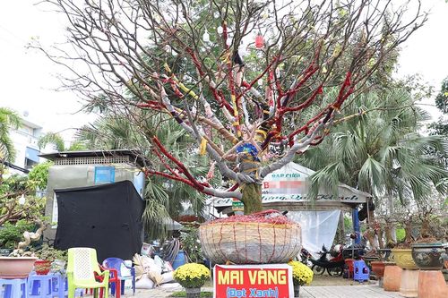 Chủ nhân cây mai vàng cao hơn 5m hé lộ lý do rao bán giá 3,7 tỷ đồng