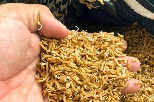 Cảnh báo giống lúa giả, kém chất lượng