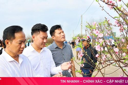 Độc đáo Hội thi Hoa đào đẹp ở 'thủ phủ' đào phai lớn nhất Hà Tĩnh