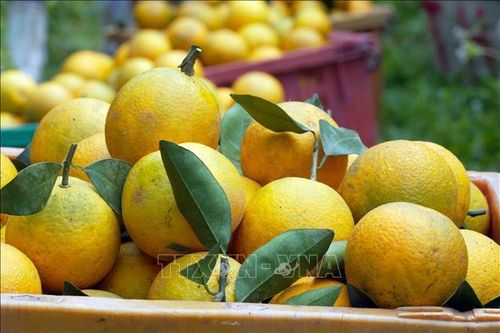 Từ vườn cam đến làng hoa vào vụ Tết