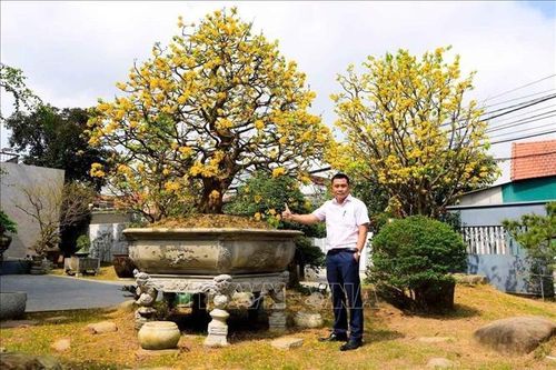 Hoàng mai Huế - từ thú chơi hoàng cung đến ngành kinh tế tạo xu hướng