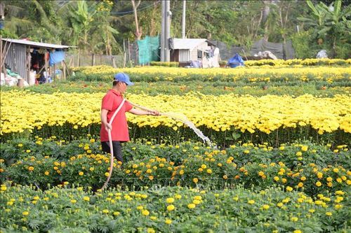 Hoa Tết Đồng Tháp bán sớm, nhà vườn chấp nhận giảm giá