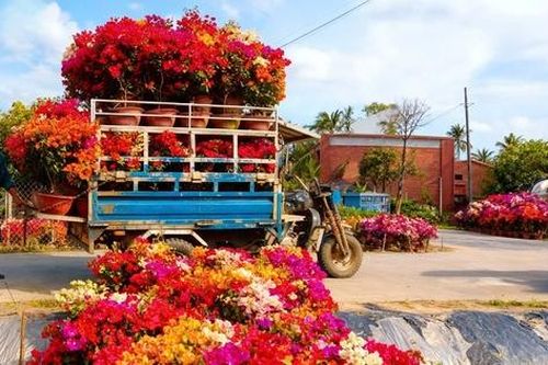 Lạc vào 'thiên đường hoa giấy' Phú Sơn: Cả làng bừng sáng rực rỡ ngày giáp Tết