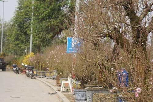 Giá thuê hè phố bán cây cảnh ở Hạc Thành tăng gấp 3 lần, tiểu thương lo lỗ vốn
