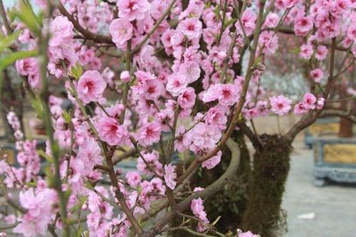 Đào đá phủ đầy rêu phong nở sớm, tiểu thương 'đứng ngồi không yên'