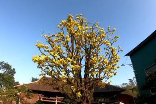 Hoàng mai Huế - từ thú chơi hoàng cung đến ngành kinh tế tạo xu hướng