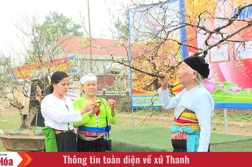 Xuân về trên xứ đào phai