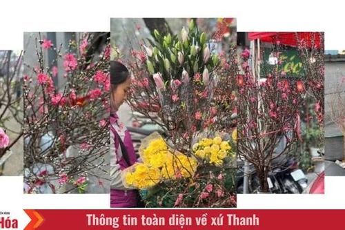 Đào, quất mini 'hút khách'