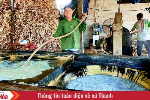 Xuân trên đất mía