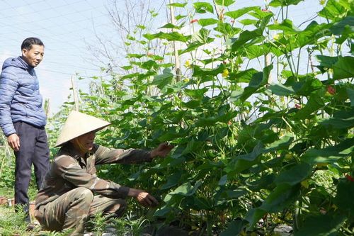 Linh hoạt sản xuất rau quả phục vụ thị trường Tết